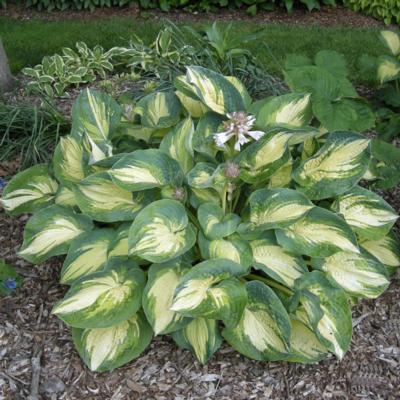 Hosta 'Great Expectations'